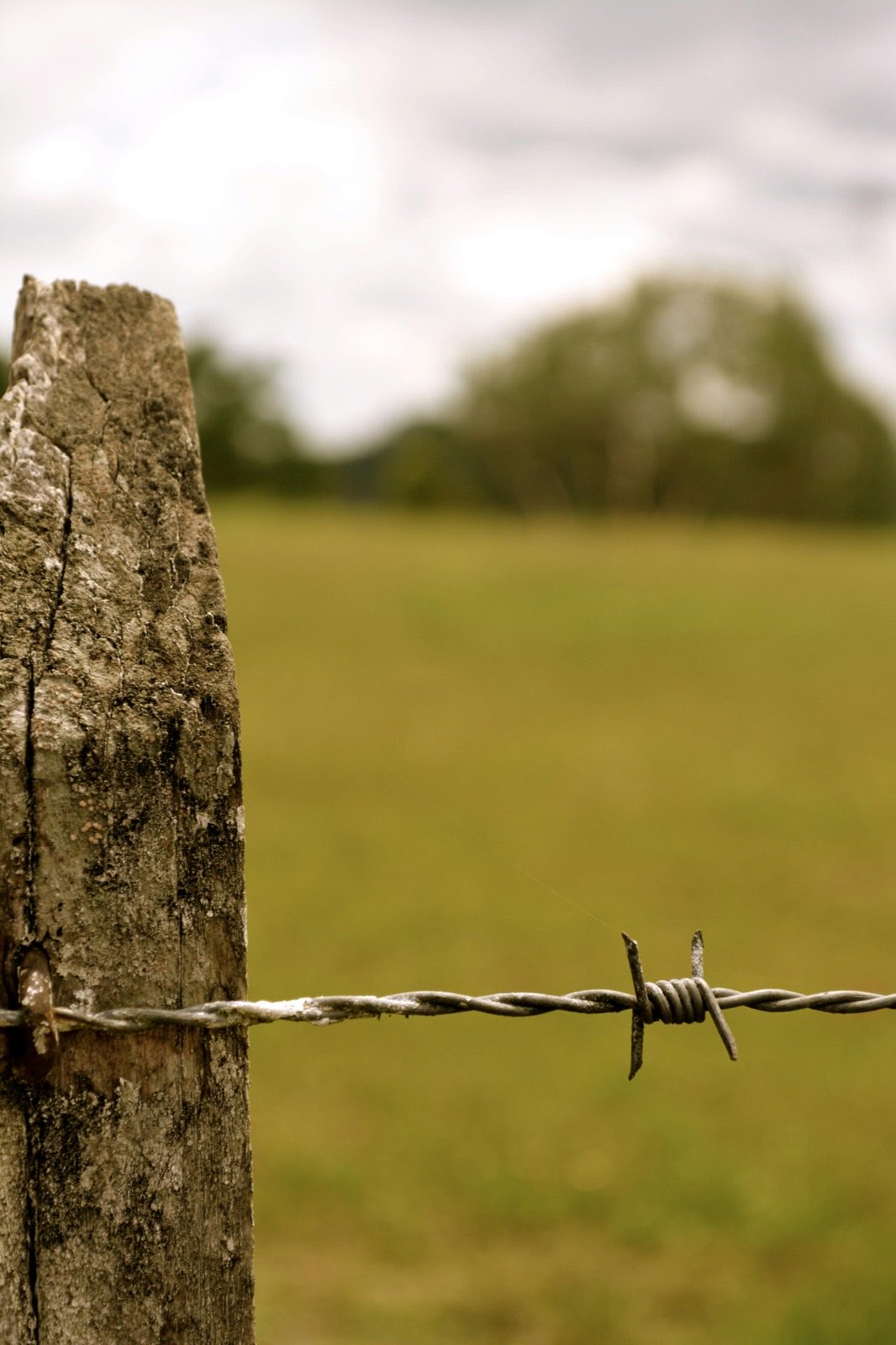 Close-up of taut barbed wire on a perimeter fence